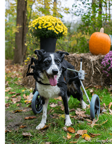 Blanche, a dog at Stevens-Swan Humane Society, is shown with her new canine wheelchair.
