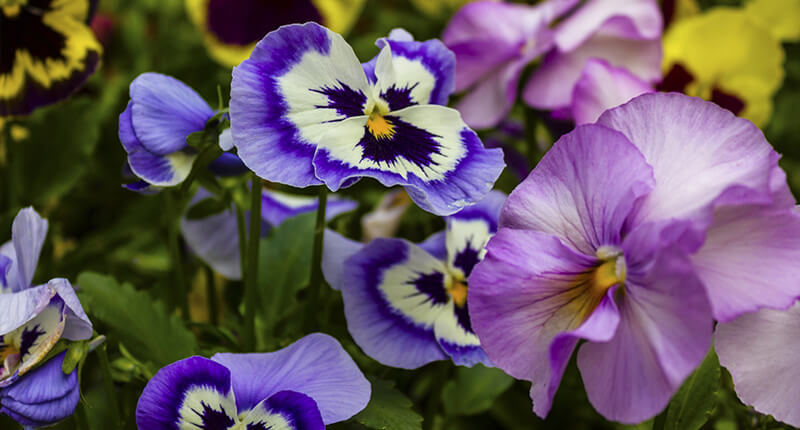 Purple and yellow flowers