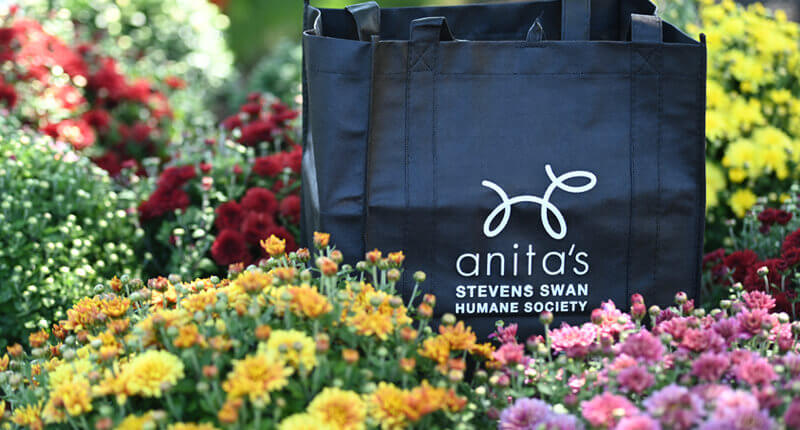 Annual Mum Sale to benefit Anita’s Stevens Swan Humane Society